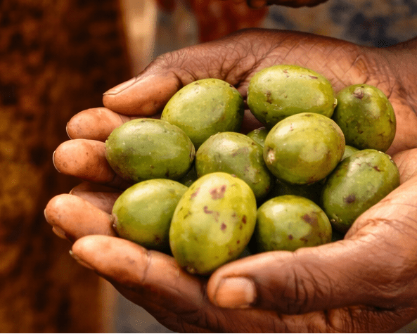 Why Shea Butter Has Protected African Skin for Generations, and Why Your Winter Skin Needs It Too - Sewa Skincare